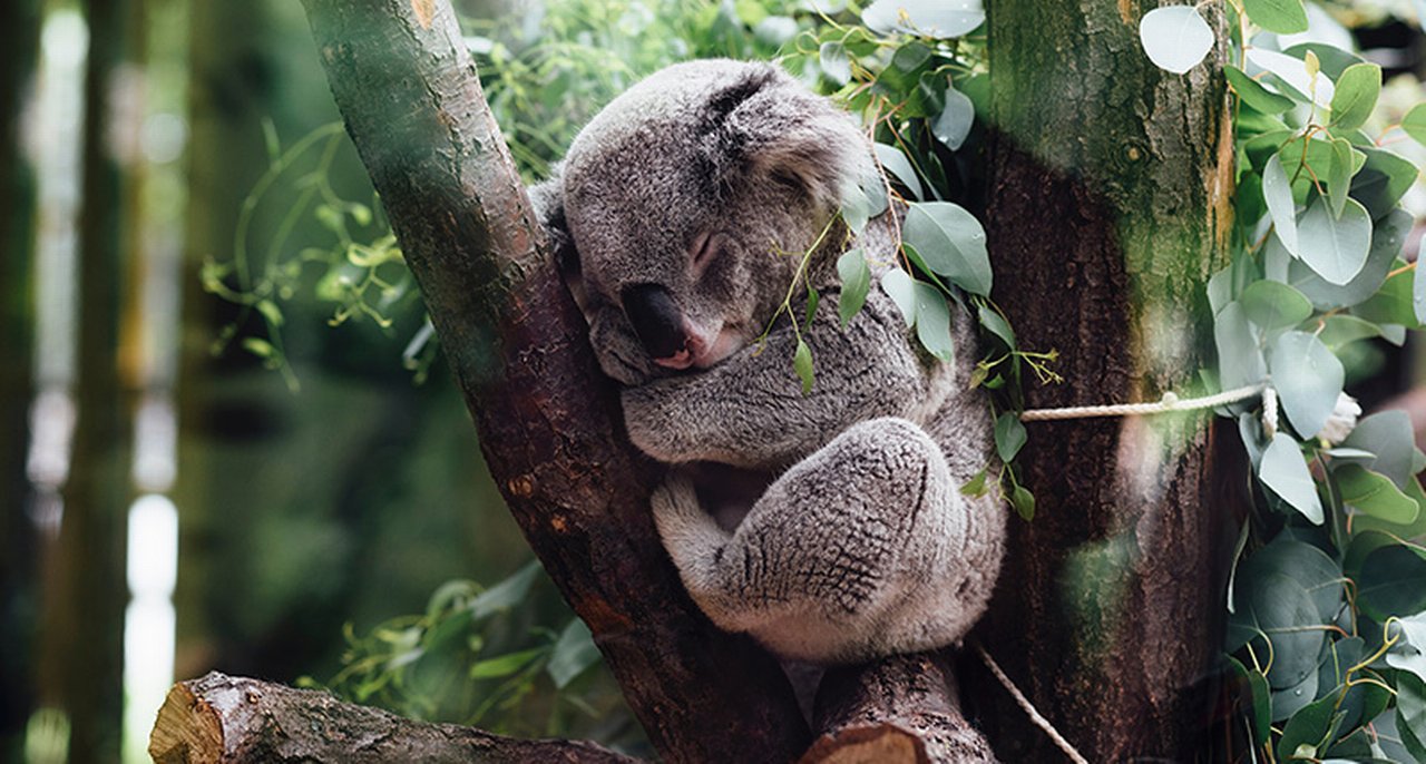 Koala con cucciolo addormentato su un albero